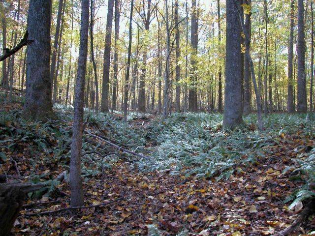 Ferns and fall leaves covering the forest floor. Picture