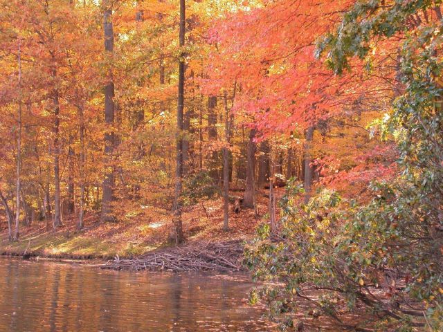 A beaver lodge and riotous fall colors on an autumn afternoon on Clopper Lake. Picture