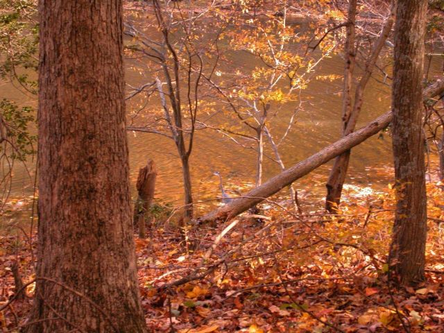 A beaver-gnawed tree stump on the shores of Clopper Lake. Picture
