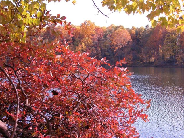 Autumn colors on Clopper Lake. Picture