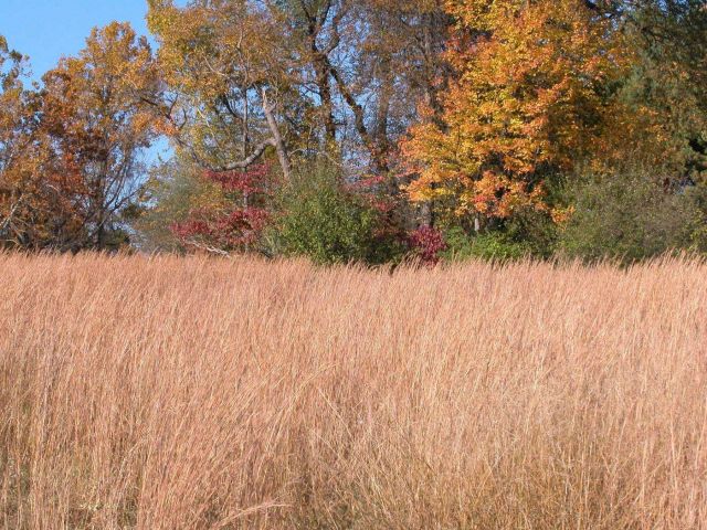 A field of golden grass and fall colors on an autumn afternoon. Picture