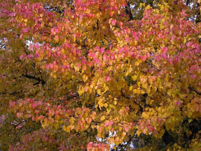 Turning leaves. Picture
