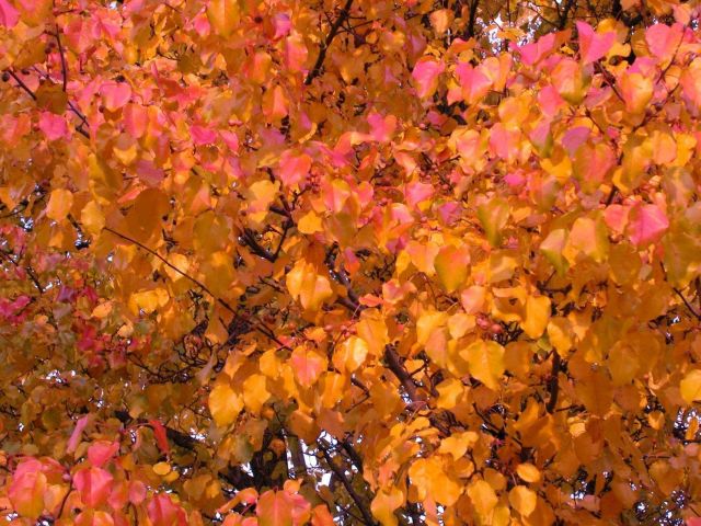 Turning leaves. Picture
