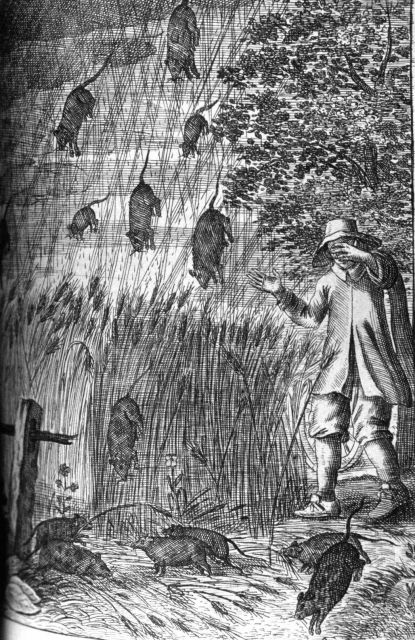 Raining rats during a particularly violent storm Picture