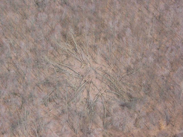 A tornado touchdown area ? Tree pattern indicates rotation. Picture
