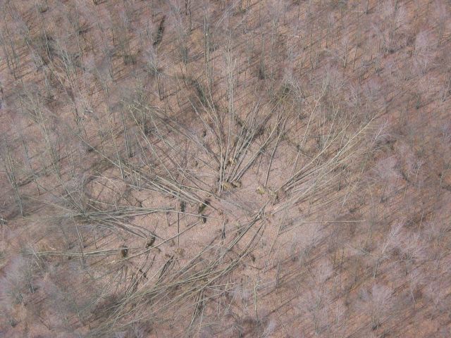 A tornado touchdown area ? Tree pattern indicates rotation. Picture