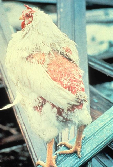 Chicken that escaped from a tornado with its skin but not all of its feathers. Picture