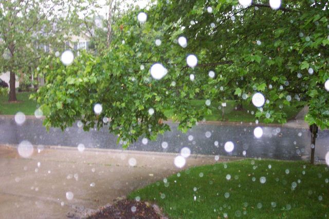 Rain drops captured falling during a spring thundershower. Picture