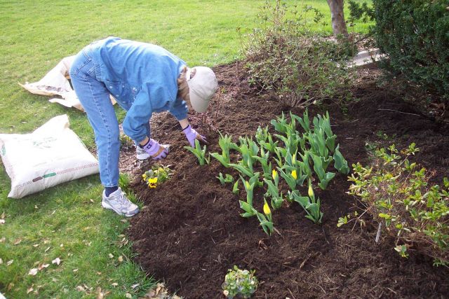 Tip-toeing through the tulips on a cool spring day. Picture