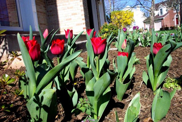 Glorious tulips on a glorious spring day. Picture