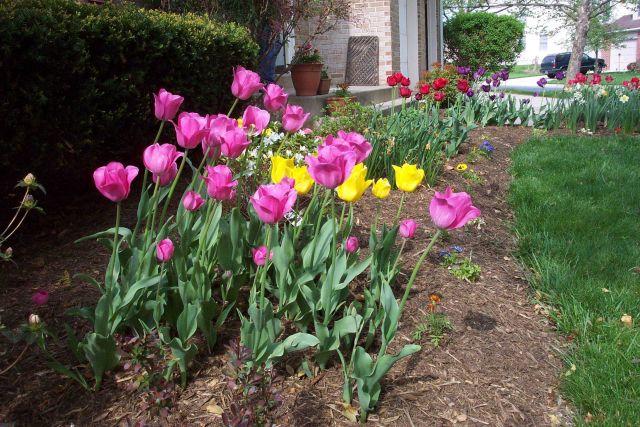 Glorious tulips on a glorious spring day. Picture