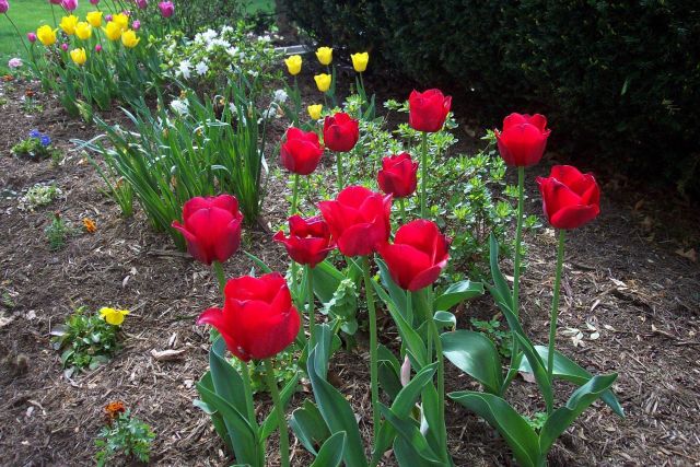 Glorious tulips on a glorious spring day. Picture