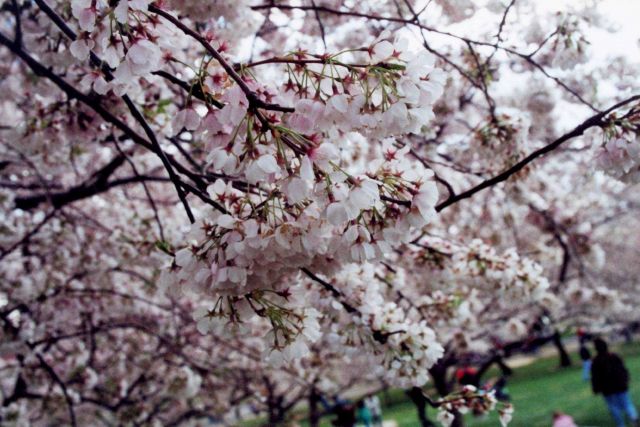 Cherry blossoms at the Tidal Basin. Picture