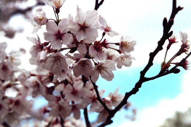 Cherry blossoms at the Tidal Basin. Picture