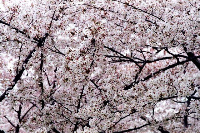 Cherry blossoms at the Tidal Basin. Picture