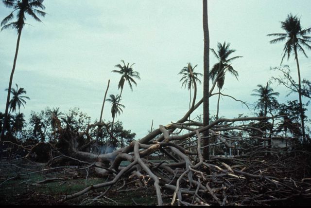 Raggedy palm trees and downed trees at Barbosa Park Picture