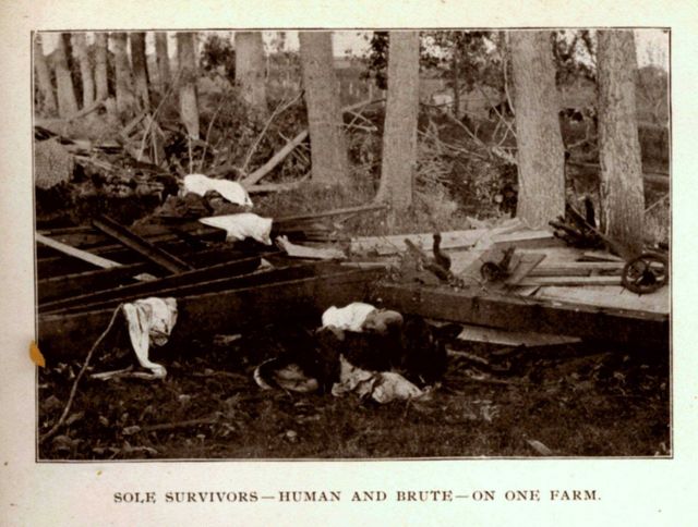 A young boy with a calf, the sole survivors of one farm struck by the tornado Picture