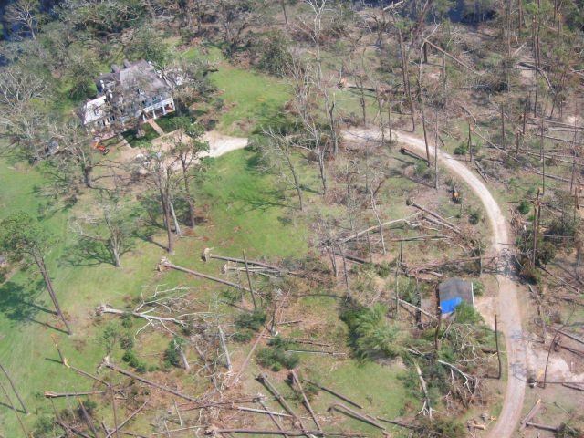 Thousands of downed trees following Hurricane Katrina. Picture