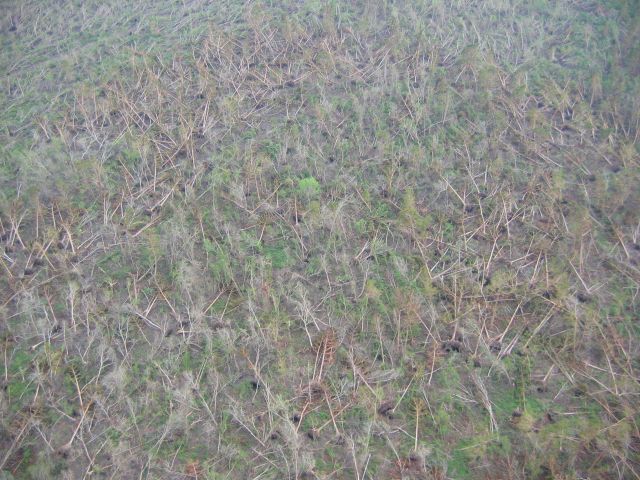 Thousands of downed trees following Hurricane Katrina. Picture