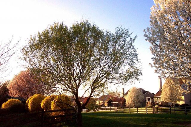 Spring blooms and buds in a Washington, D Picture
