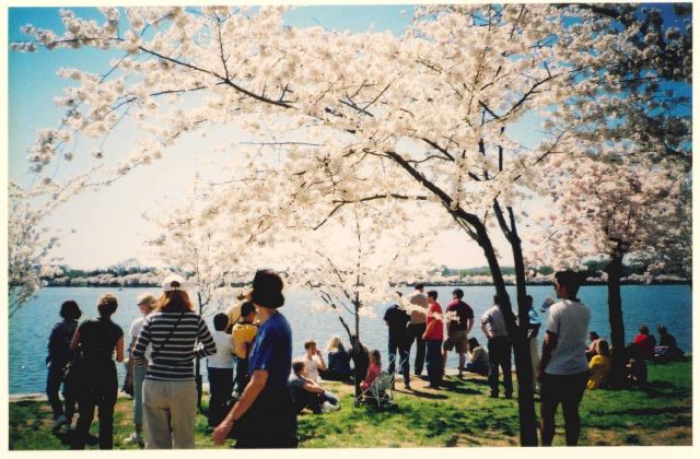 Cherry blossoms at the Tidal Basin. Picture