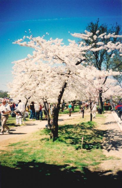 Cherry blossoms at the Tidal Basin. Picture