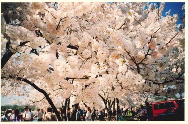 Cherry blossoms at the Tidal Basin. Picture
