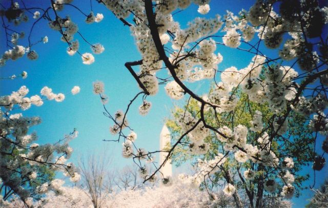 Cherry blossoms at the Tidal Basin. Picture