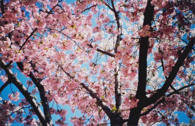 Cherry blossoms at the Tidal Basin. Picture