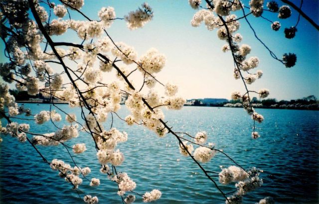 Cherry blossoms at the Tidal Basin. Picture