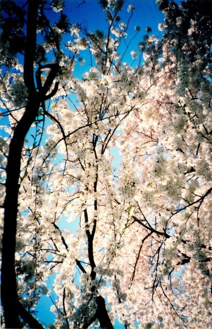 Cherry blossoms at the Tidal Basin. Picture