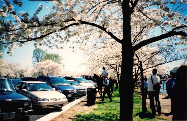 Cherry blossoms at the Tidal Basin. Picture