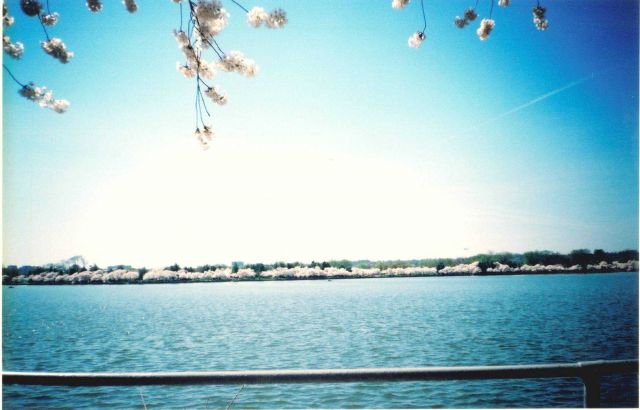 Cherry blossoms at the Tidal Basin. Picture