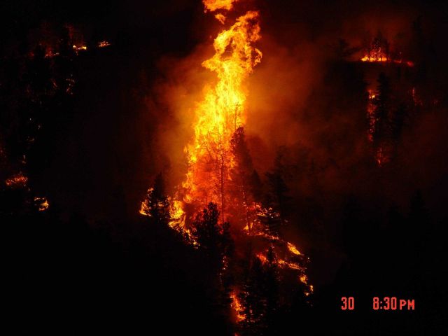 A tree erupts into flames along Interstate 90 during nighttime burnout operations to keep the Derby Fire from crossing the highway. Picture