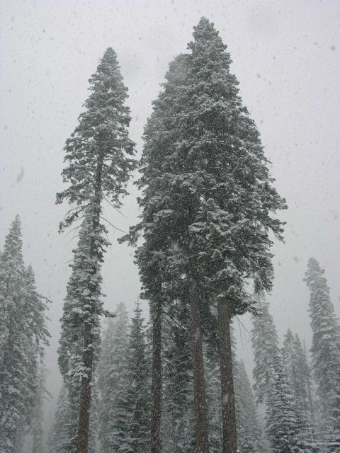 Snow in Sequoia National Park. Picture