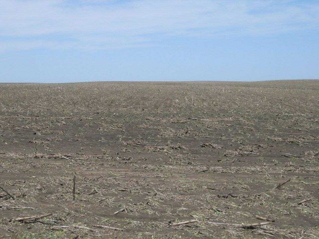 Corn severely damaged by combination of hail and strong winds. Picture