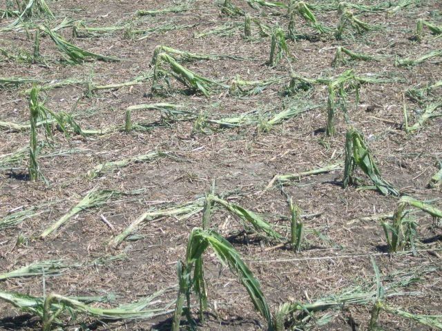 Hail damage to corn crop from storm of June 24. Picture