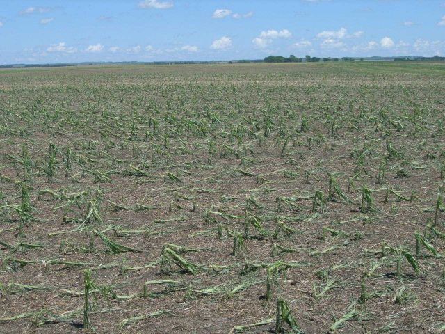 Hail damage to corn crop from storm of June 24. Picture