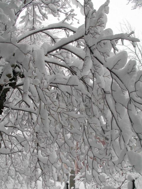 Trees covered with snow following second major snowstorm of 2009/2010 season. Picture