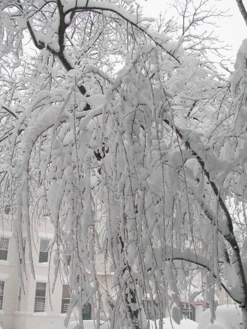 Trees covered with snow following second major snowstorm of 2009/2010 season. Picture