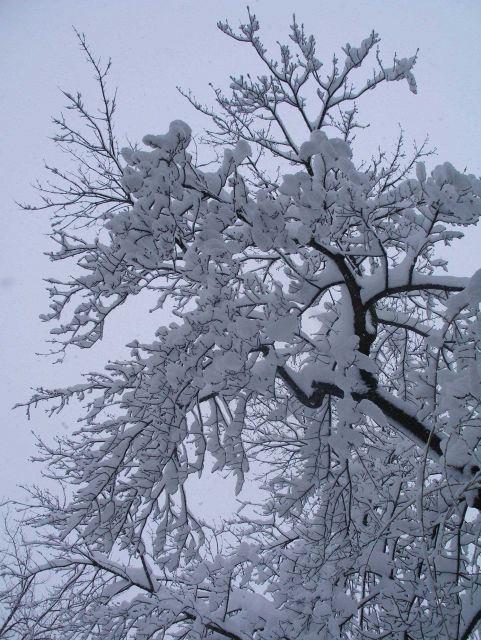 Trees covered with snow following second major snowstorm of 2009/2010 season. Picture