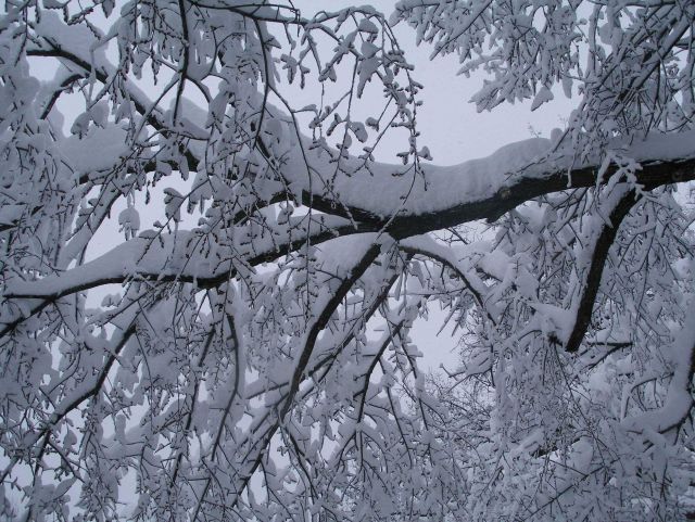 Trees covered with snow following second major snowstorm of 2009/2010 season. Picture