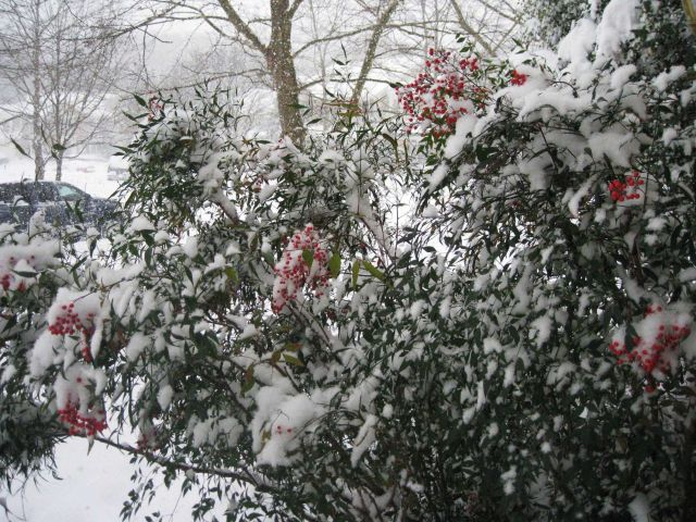 Red buries and snow during the first great storm of the 2009/2010 winter season in the Mid-Atlantic area. Picture
