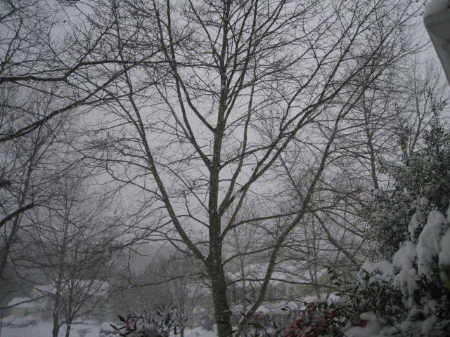 Gray sky and a profusion of tree branches and snow. Picture