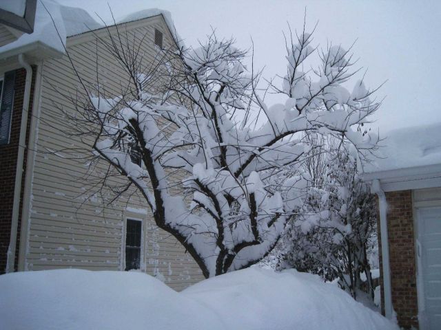 Snow buildup on tree Picture