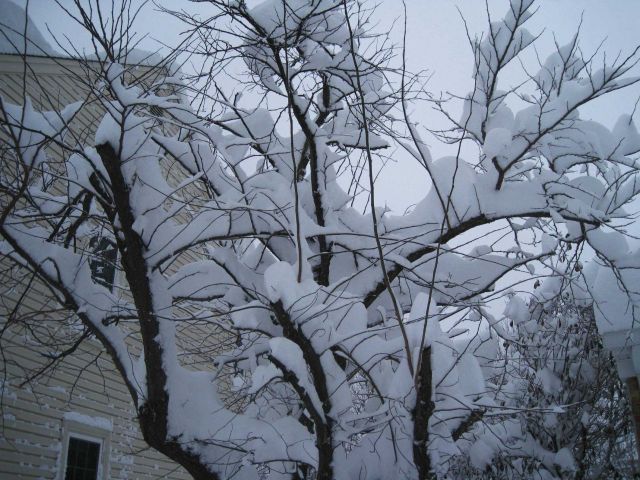 Snow buildup on tree Picture