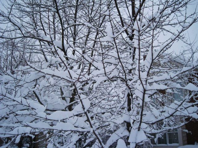 Snow covering branches of tree Picture