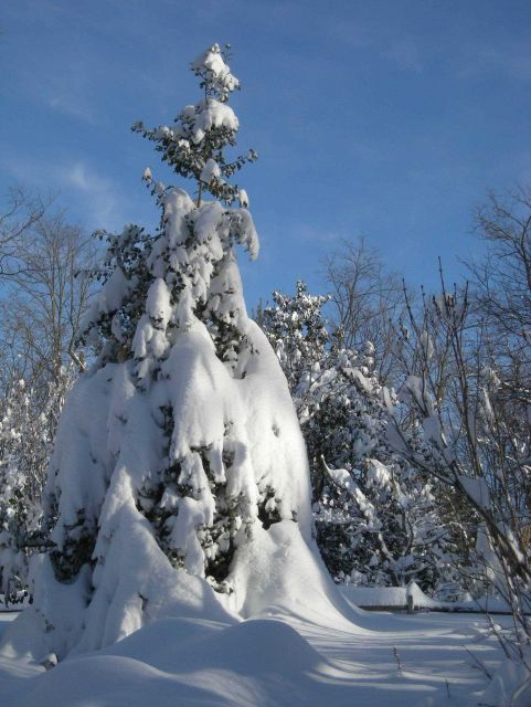 The day following the first great snowstorm of February 2010 tree almost looking like snow sculpture. Picture