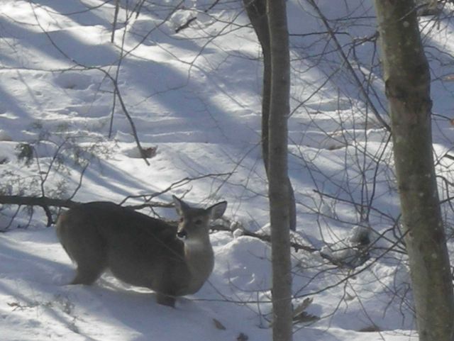 Deer nearly chest deep in snow unable to forage for food. Picture