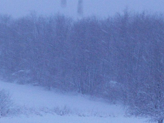 A beautiful Renoir-like scene of blowing snow against a backdrop of trees. Picture